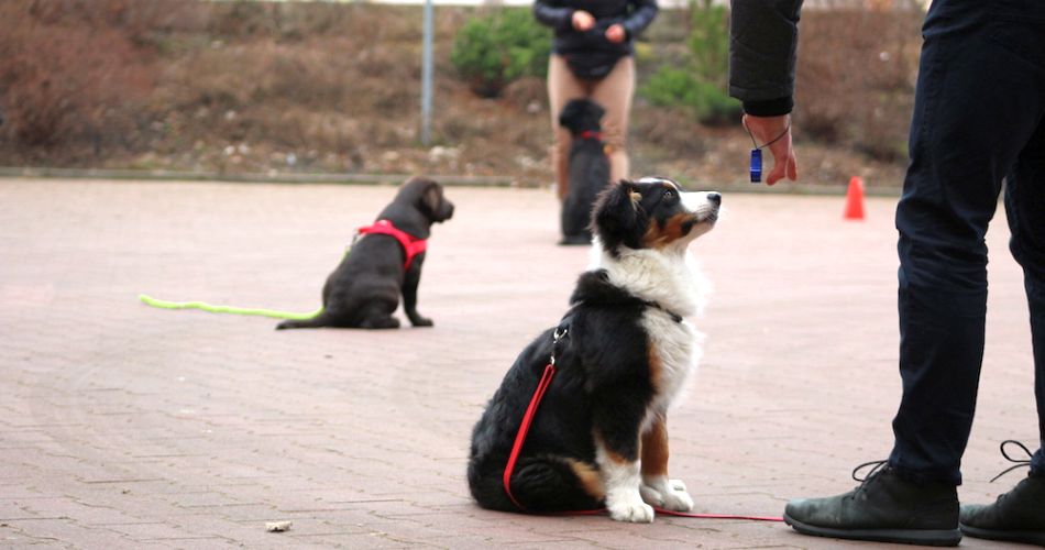 referencje szkolenia psów