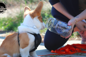 Trening tropienia użytkowego kwiecień 2019