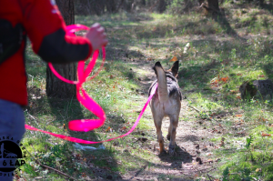 Trening tropienia użytkowego kwiecień 2019