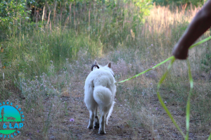 Trening tropienia lipiec 2019