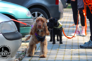 Trening tropienia użytkowego kwiecień 2019