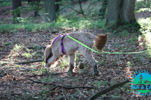 Trening tropienia lipiec 2019