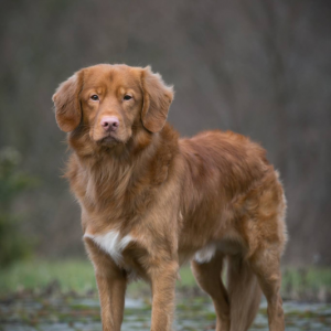 Amor z hodowli Frankolandia