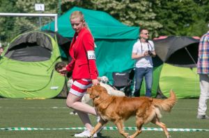 wystawa psów rasowych