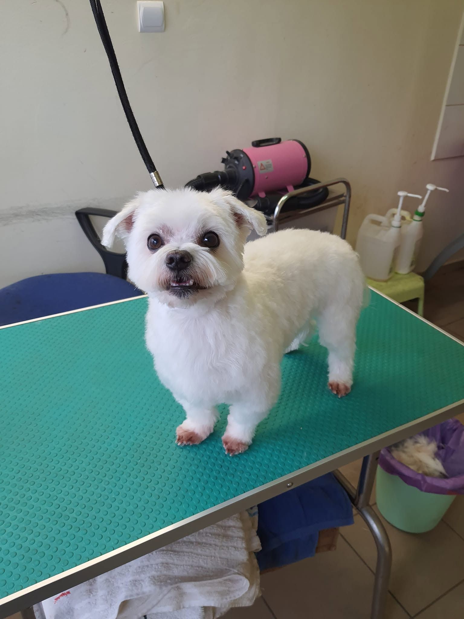 Usługi groomerskie