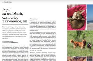 Szkolenia dla psów i opiekunów