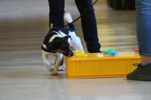 Nosework szkolenia dla psów