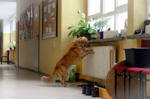 Wykrywanie zapachów nosework