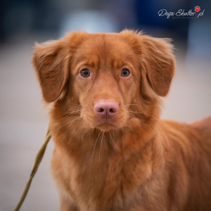 Prima z hodowli Frankolandia