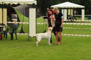 Wystawa psów z Montaną